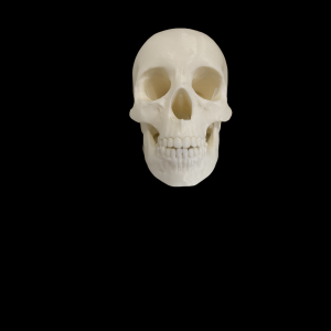Replica Skull Penholder